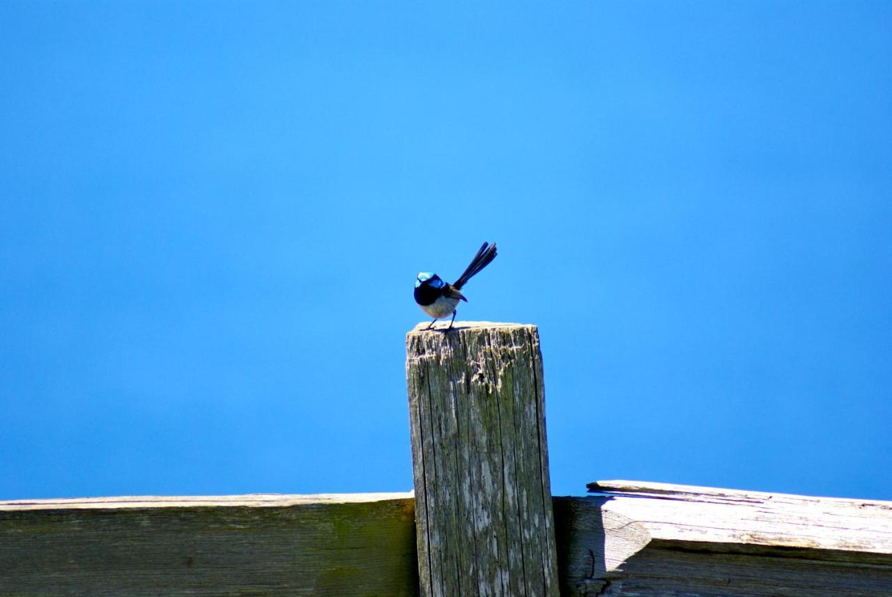 Daysy Hill Country Cottages Port Campbell Bagian luar foto
