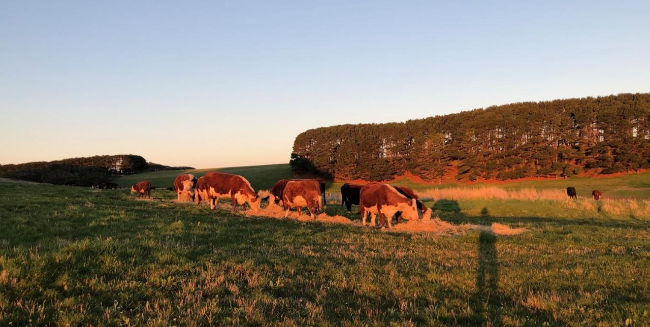 Daysy Hill Country Cottages Port Campbell Bagian luar foto