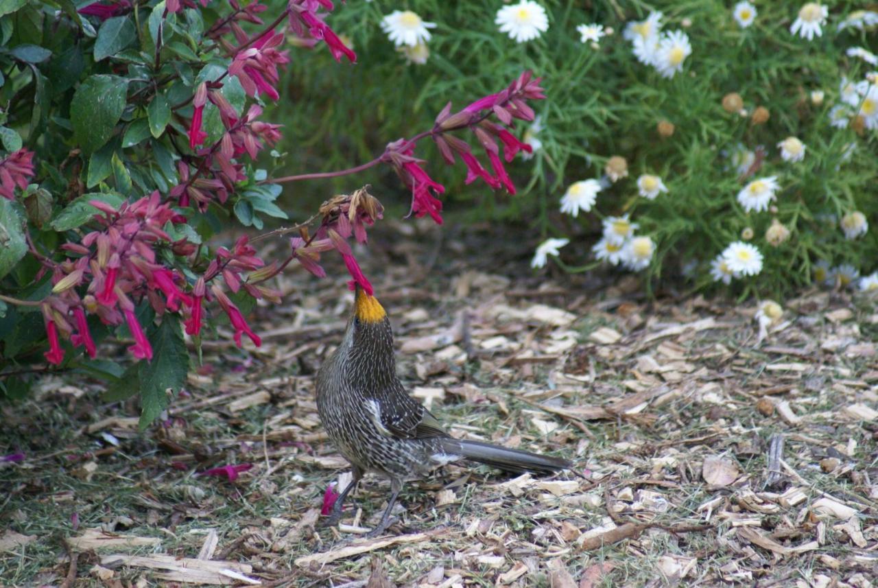 Daysy Hill Country Cottages Port Campbell Bagian luar foto